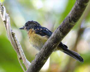 blue-flycatcher-bird-should-be-using-twitter